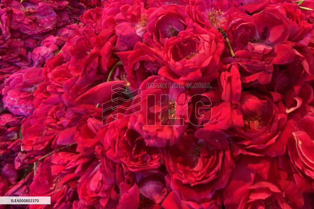Selling Rose petals in Rajasthan