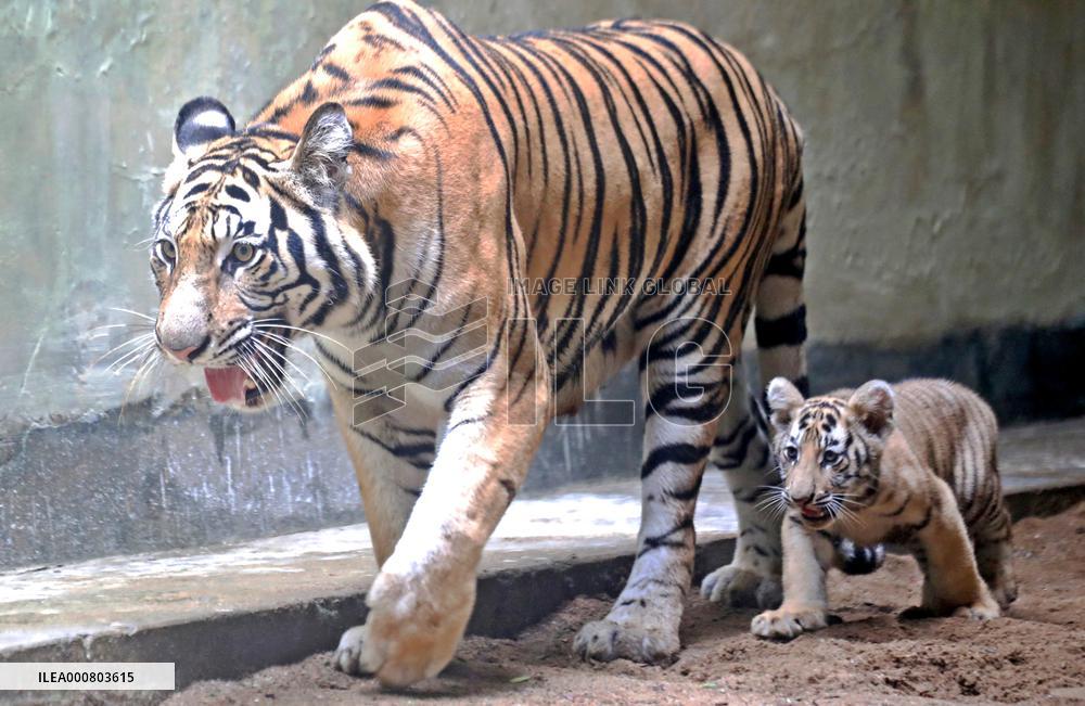 Newborn Bengal Tigers at National Zoo - Dhaka