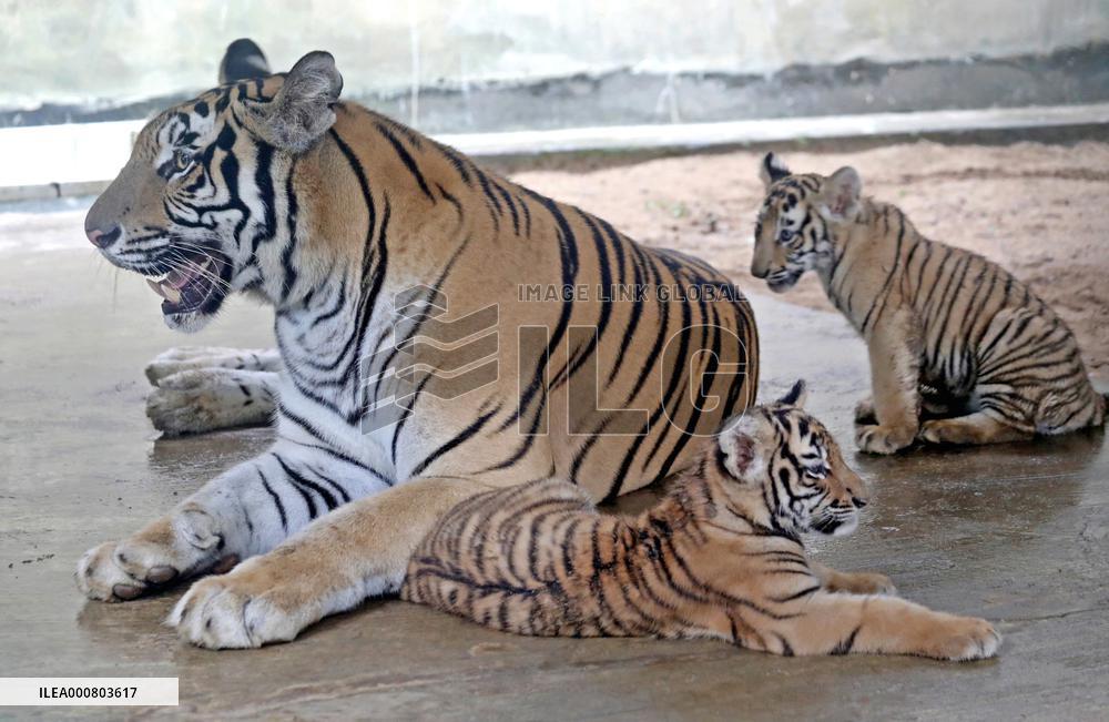 Newborn Bengal Tigers at National Zoo - Dhaka