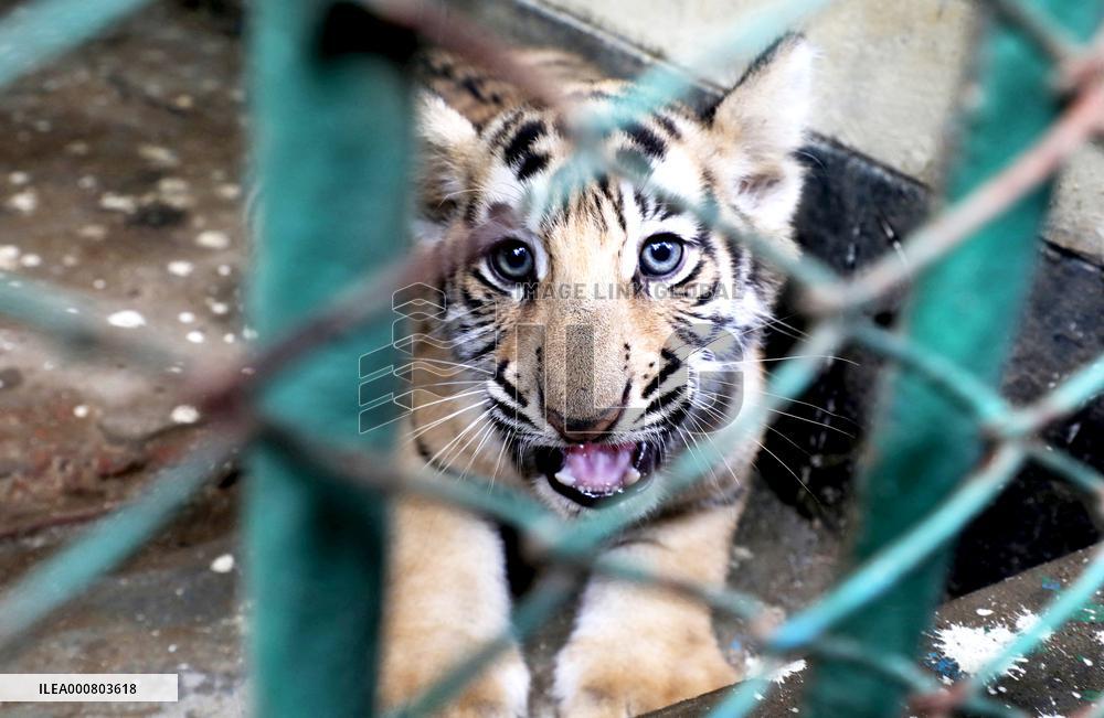 Newborn Bengal Tigers at National Zoo - Dhaka