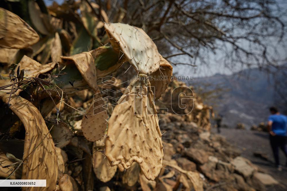 Wildfire Aftermath in Algeria