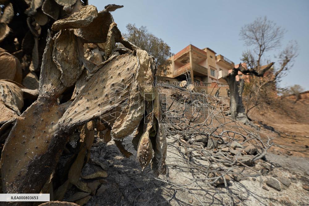 Wildfire Aftermath in Algeria