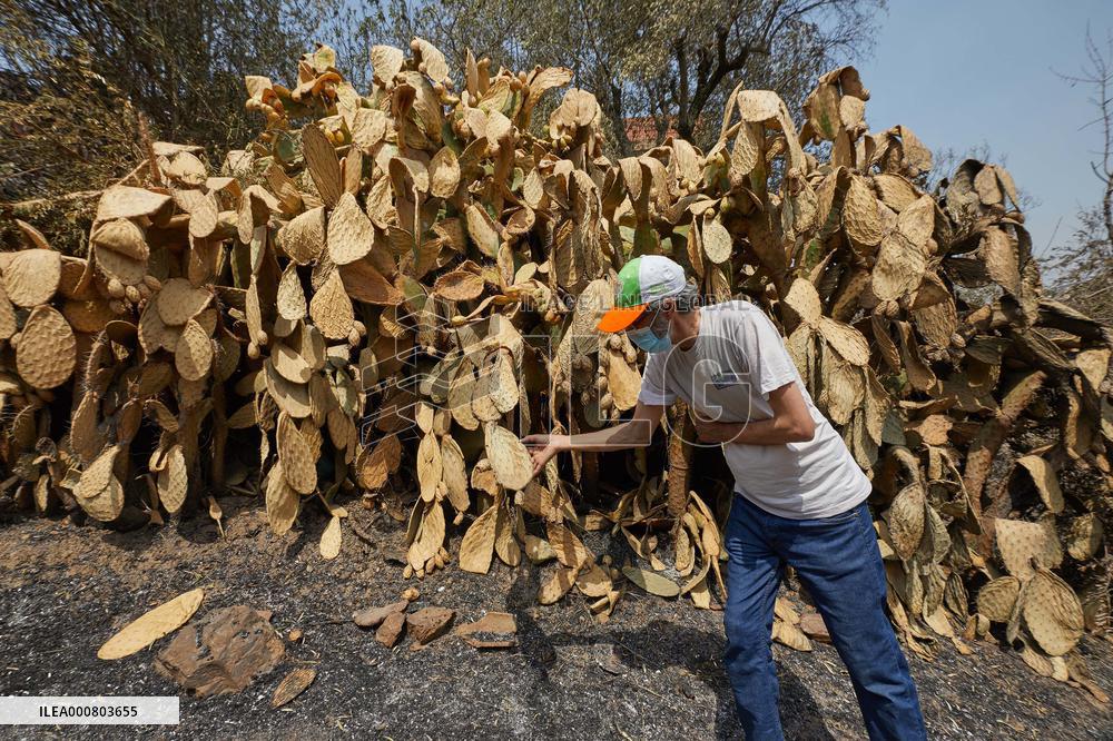 Wildfire Aftermath in Algeria
