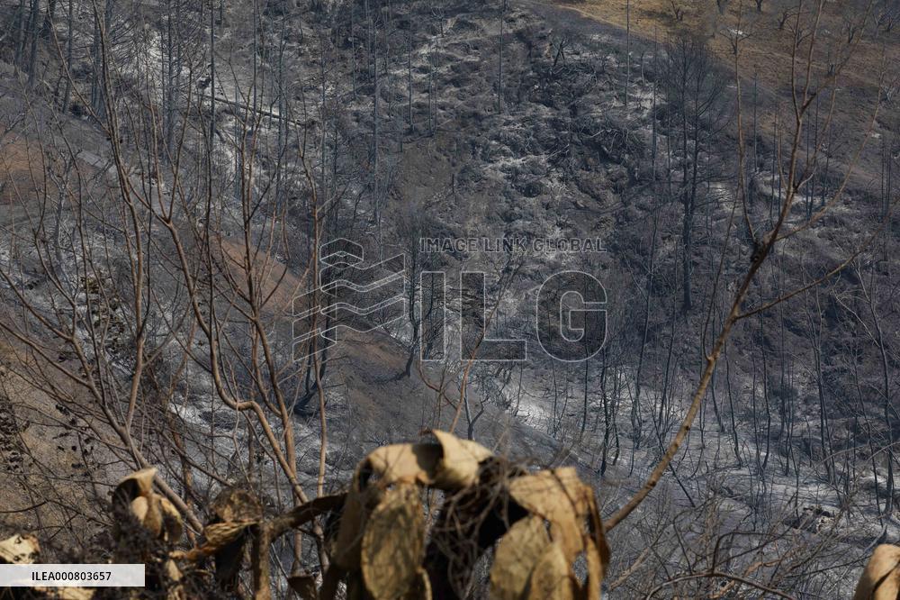 Wildfire Aftermath in Algeria
