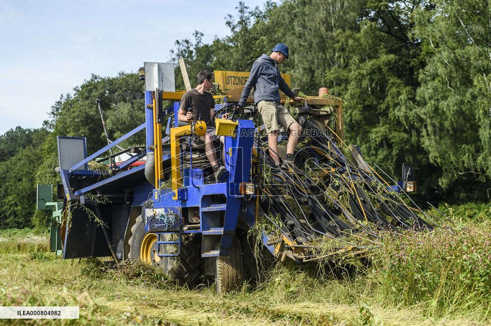 Agriculture In The Belgian Countryside - Namur