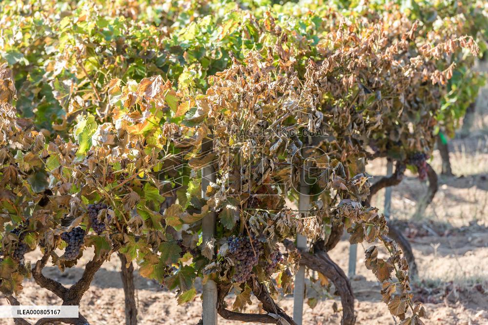 Southern France wildfire aftermath
