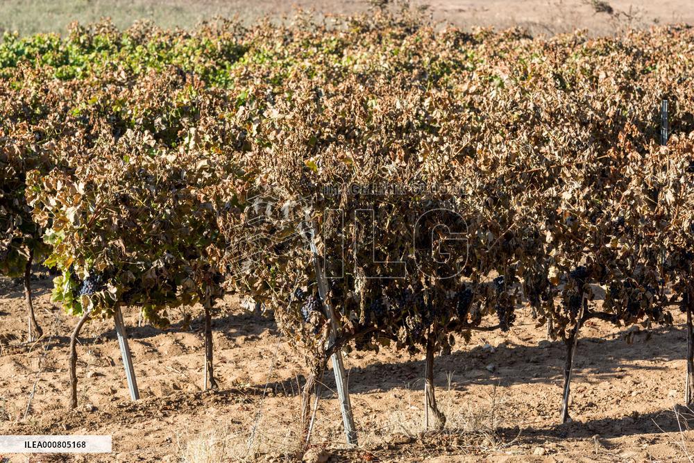 Southern France wildfire aftermath