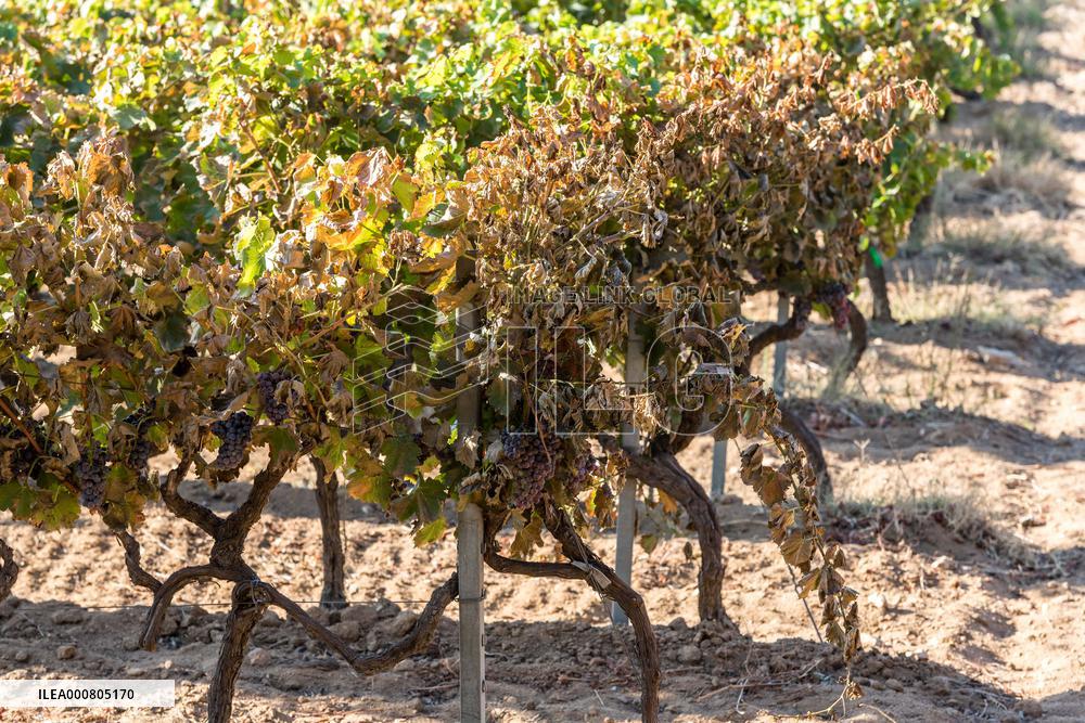 Southern France wildfire aftermath