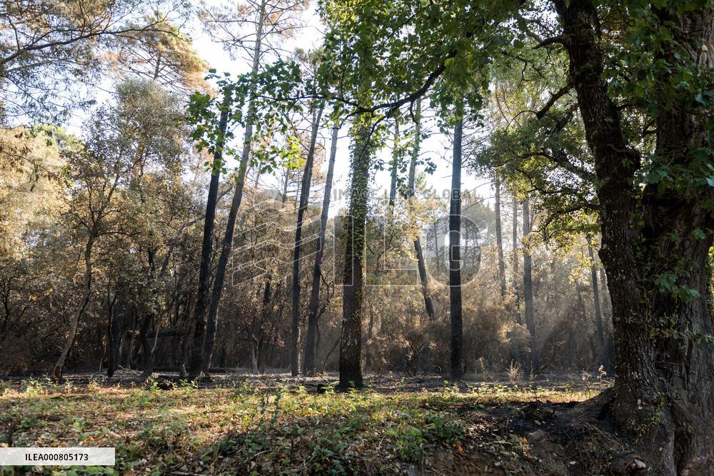 Southern France wildfire aftermath