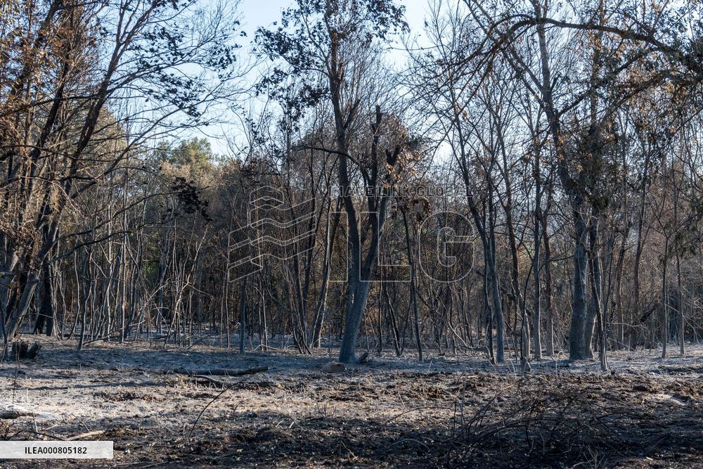 Southern France wildfire aftermath