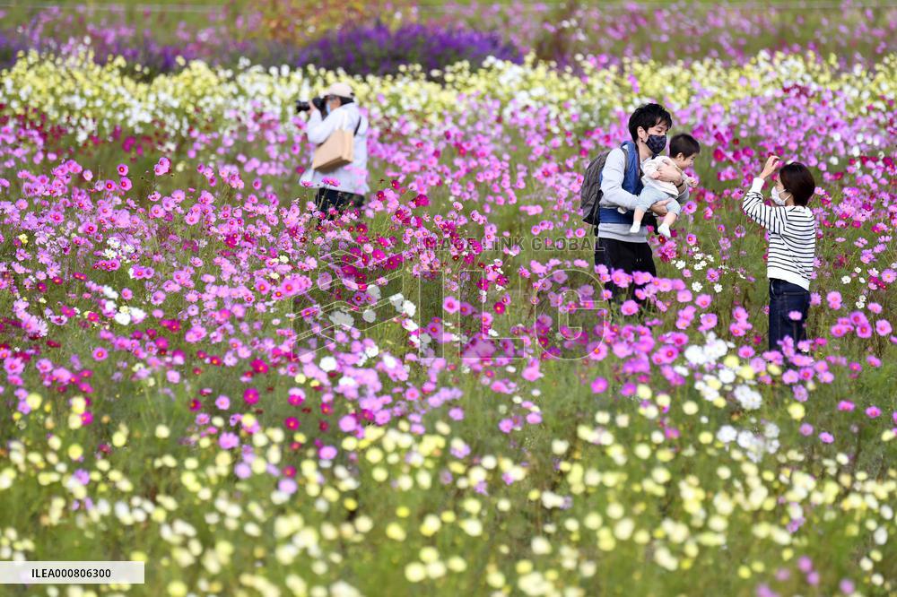 Cosmos park in Kyoto