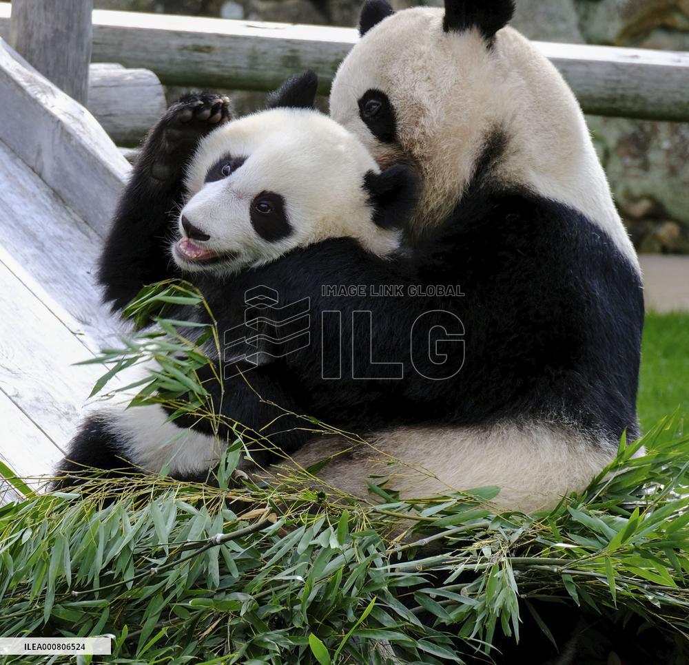 Giant pandas at western Japan zoo