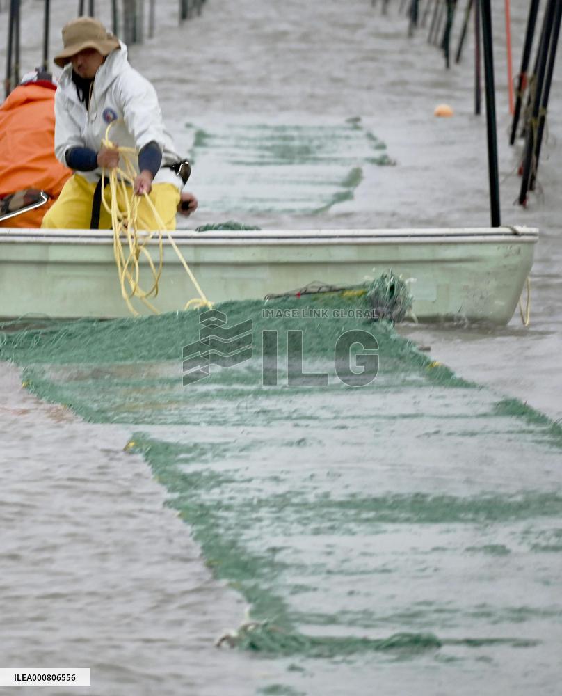 Seaweed farming in southwestern Japan