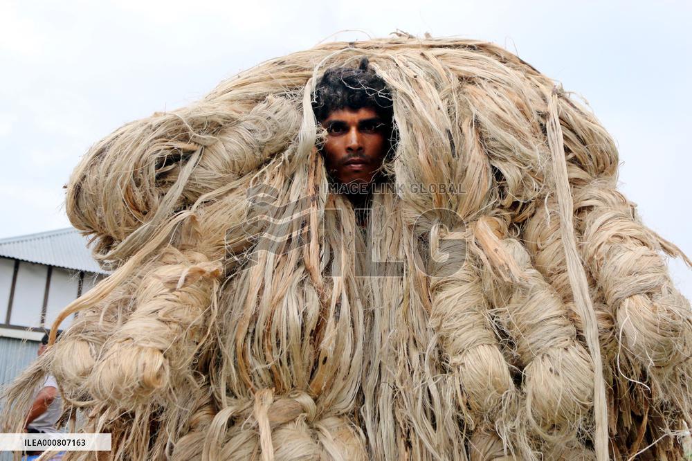 Women Harvest Jute In This Season Of The Year