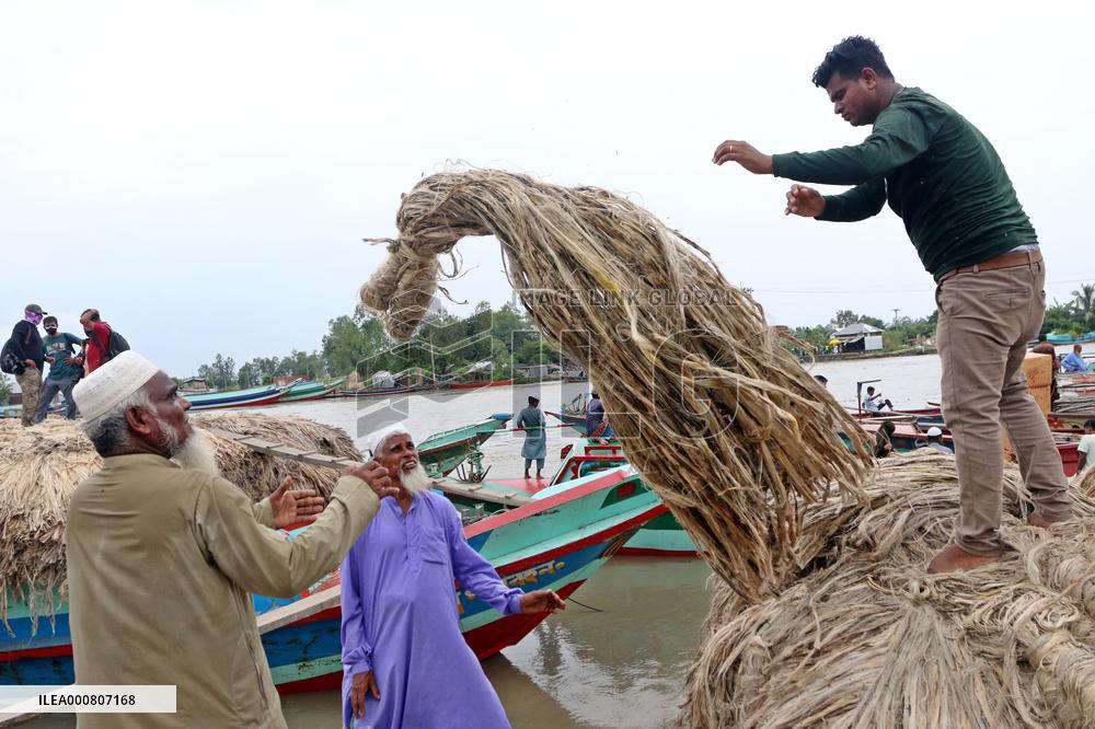 Women Harvest Jute In This Season Of The Year