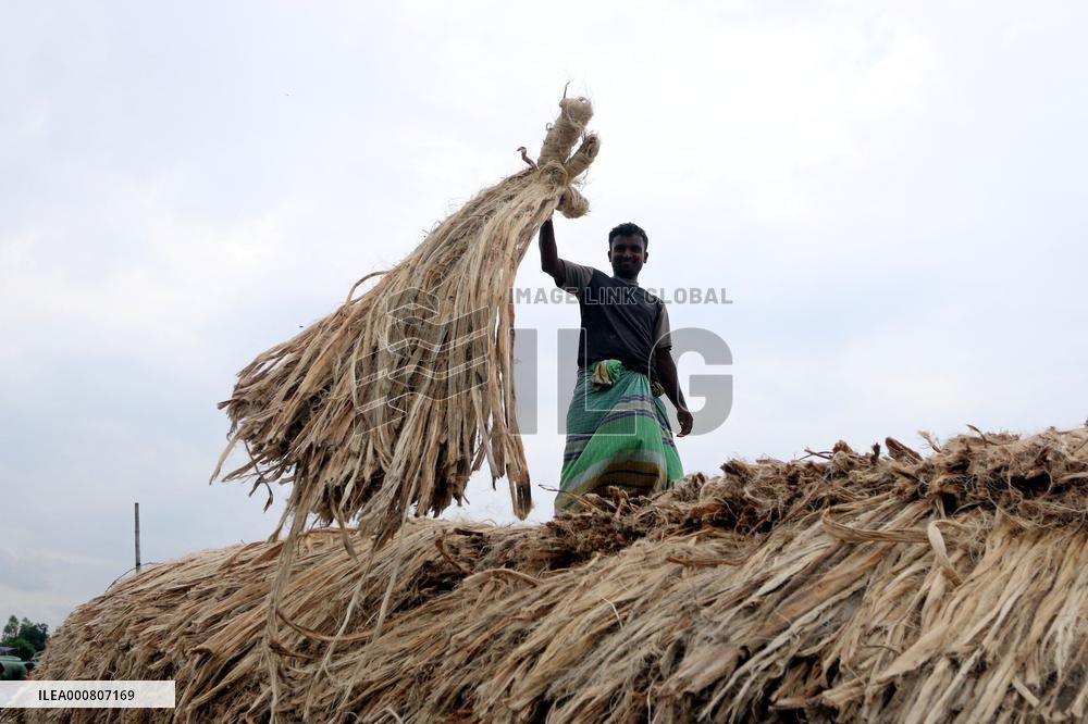 Women Harvest Jute In This Season Of The Year