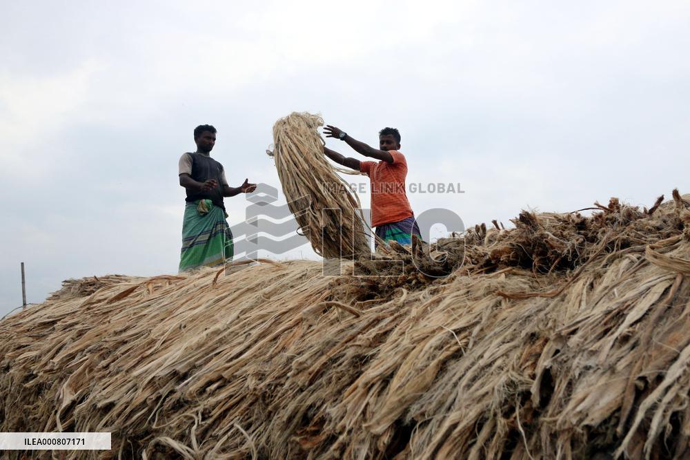 Women Harvest Jute In This Season Of The Year