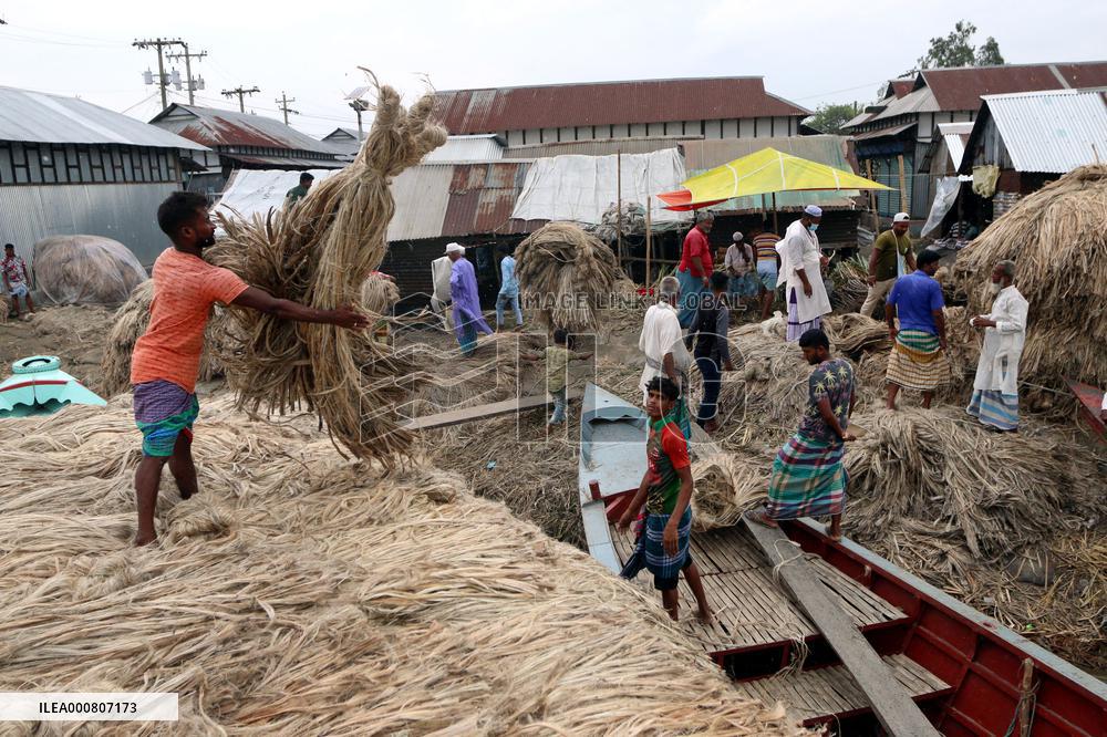 Women Harvest Jute In This Season Of The Year