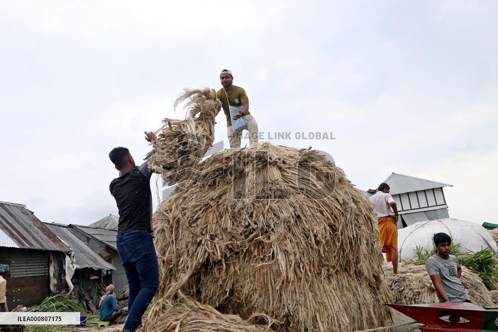 Women Harvest Jute In This Season Of The Year