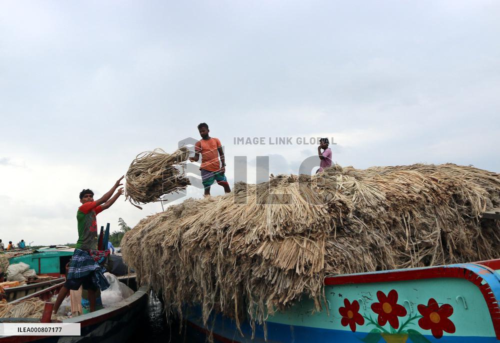 Women Harvest Jute In This Season Of The Year