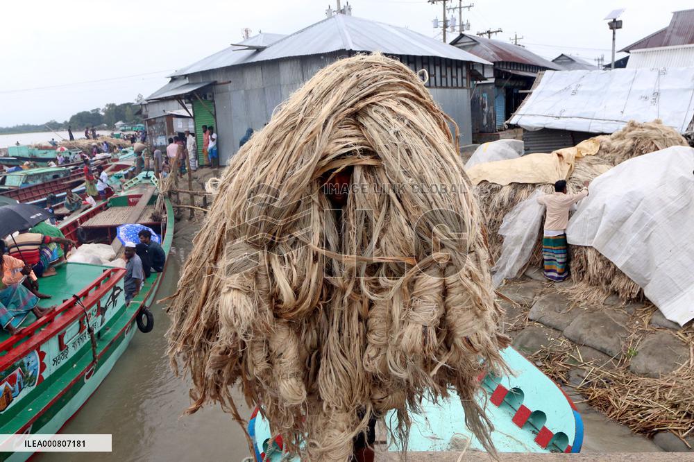 Women Harvest Jute In This Season Of The Year