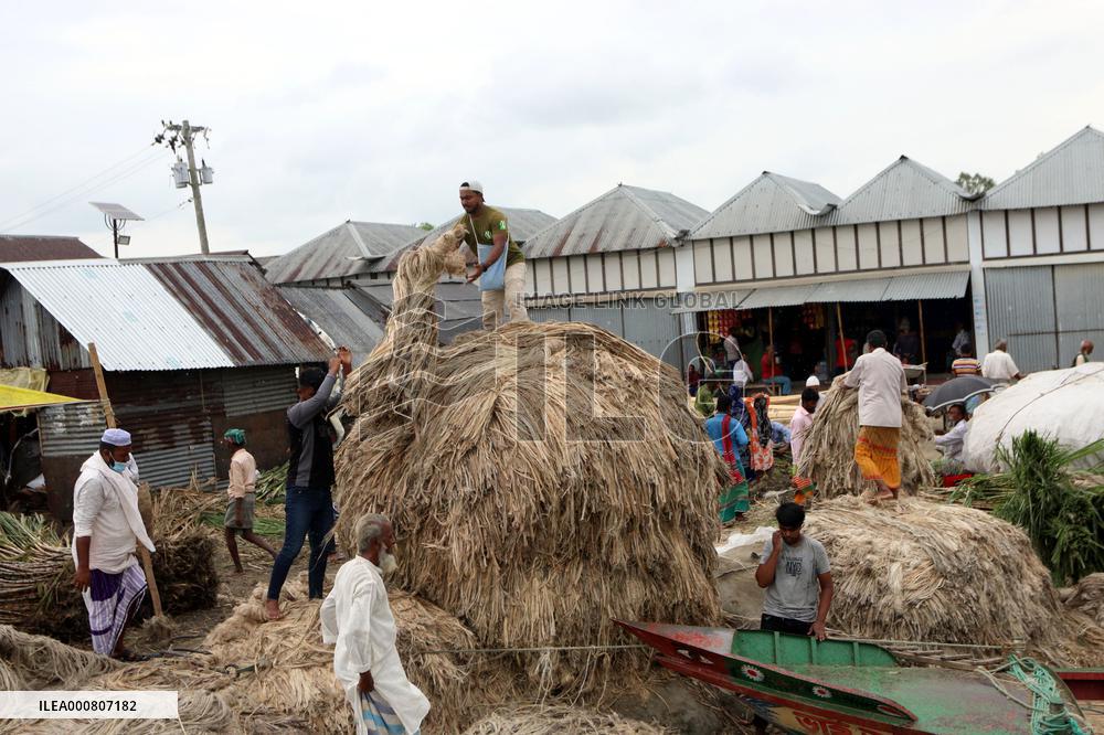 Women Harvest Jute In This Season Of The Year