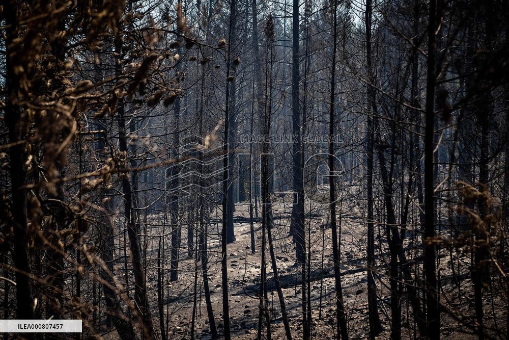 White Rock Lake Wildfire Aftermath - Canada