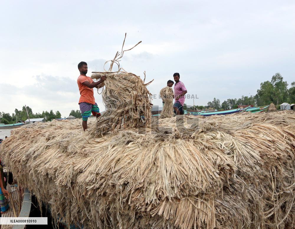 Women Harvest Jute In This Season Of The Year