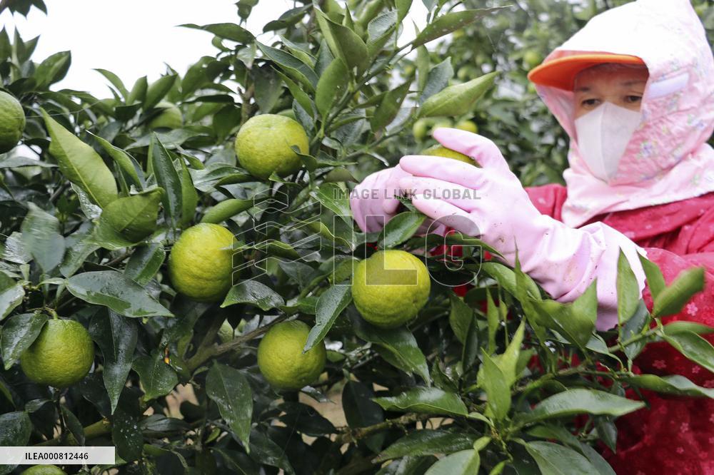 Harvest of jabara in western Japan