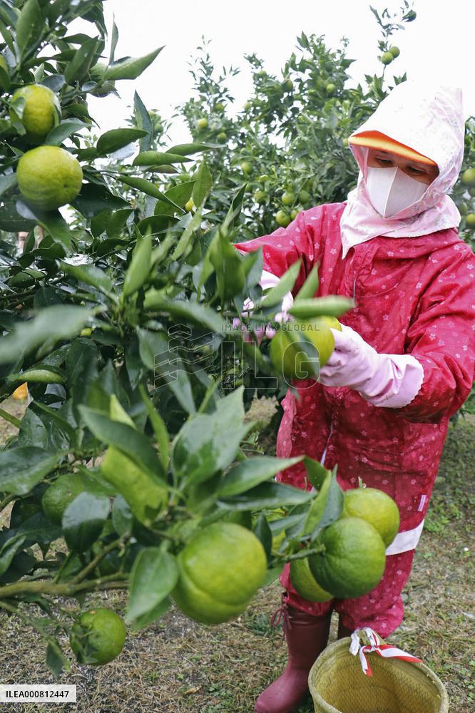 Harvest of jabara in western Japan