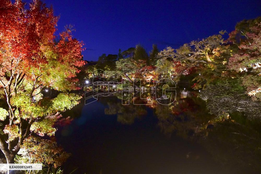 Maple trees lit up at Kyoto temple