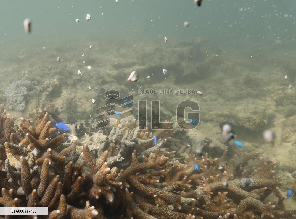 Massive amount of pumice stones in sea off Okinawa