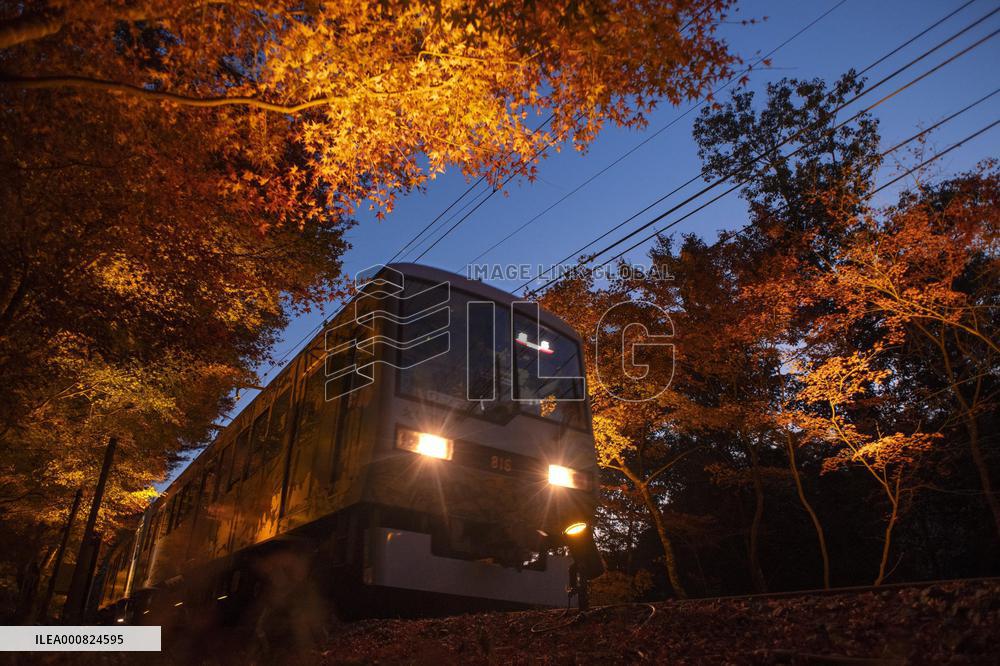Train travels through maple trees in Kyoto