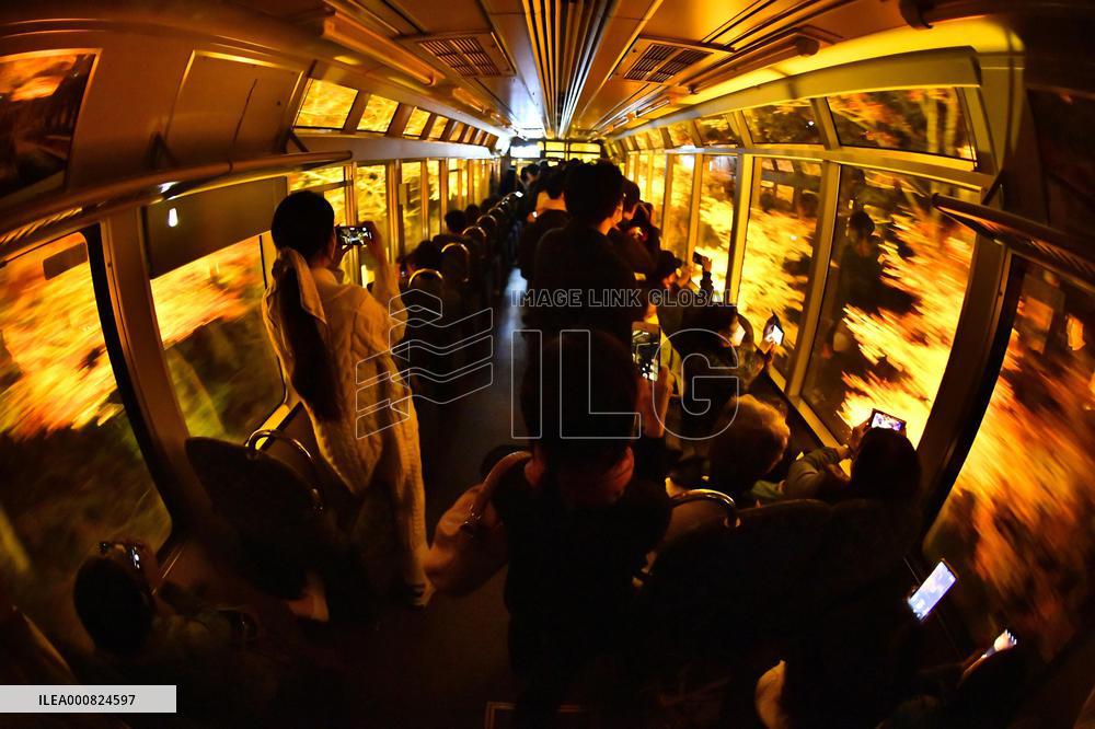Train travels through maple trees in Kyoto