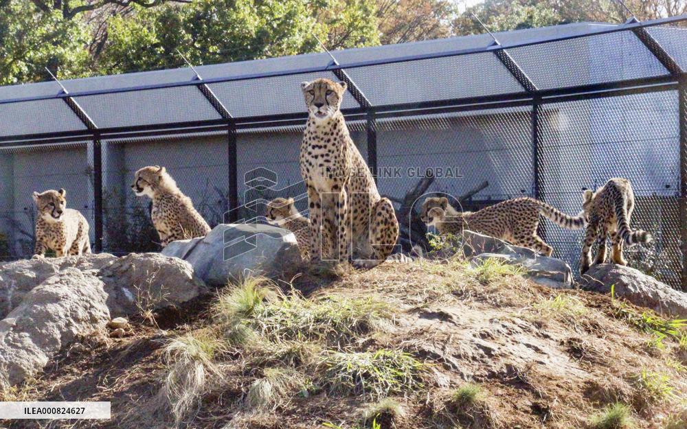 Cheetahs at eastern Japan zoo