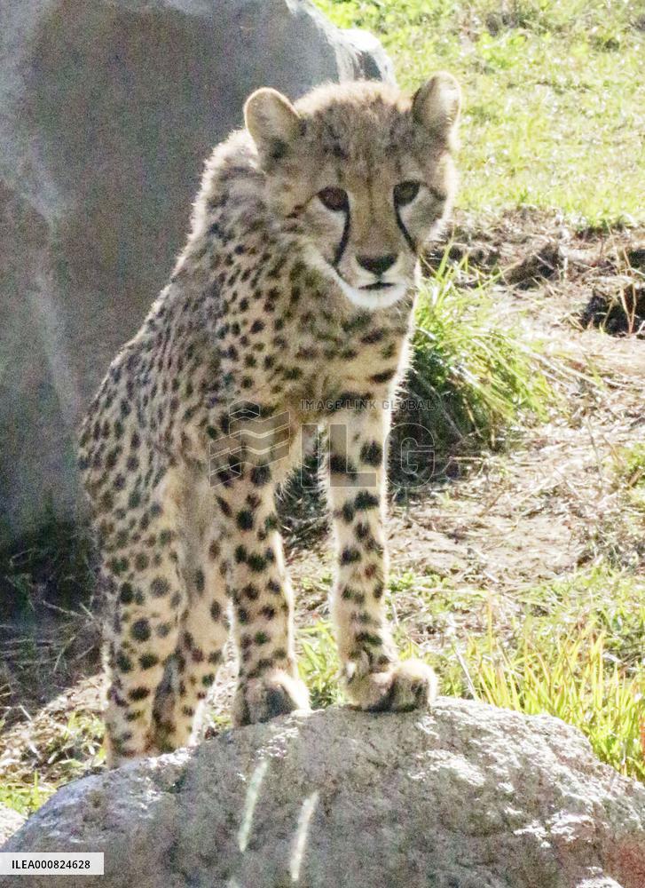 Cheetah at eastern Japan zoo