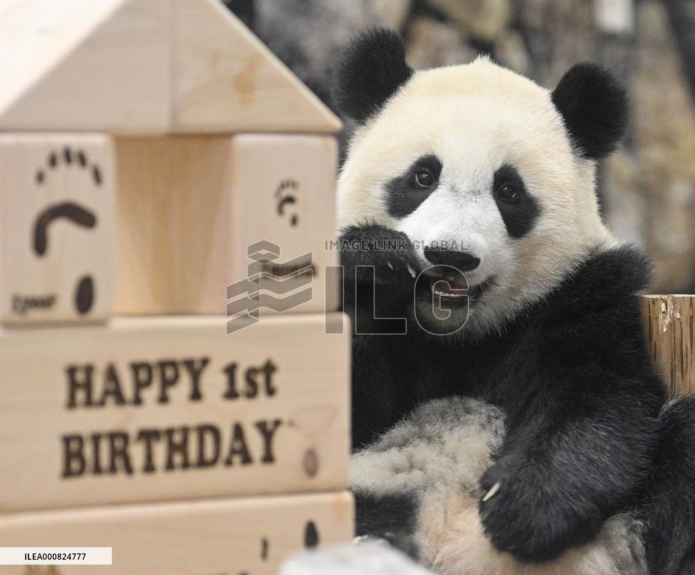 Giant panda Fuhin's 1st birthday