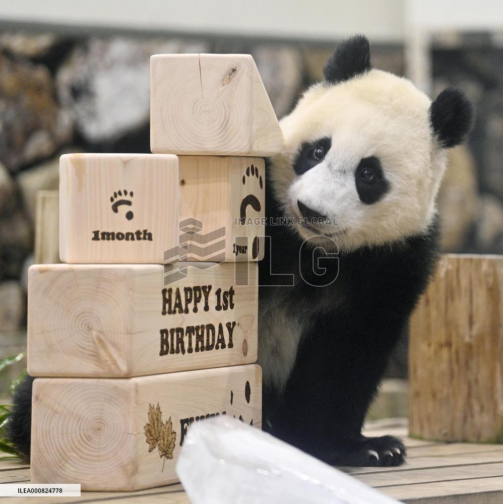 Giant panda Fuhin's 1st birthday