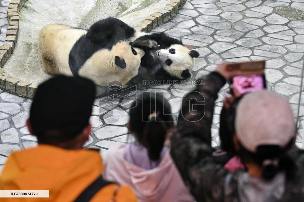 Giant panda Fuhin's 1st birthday