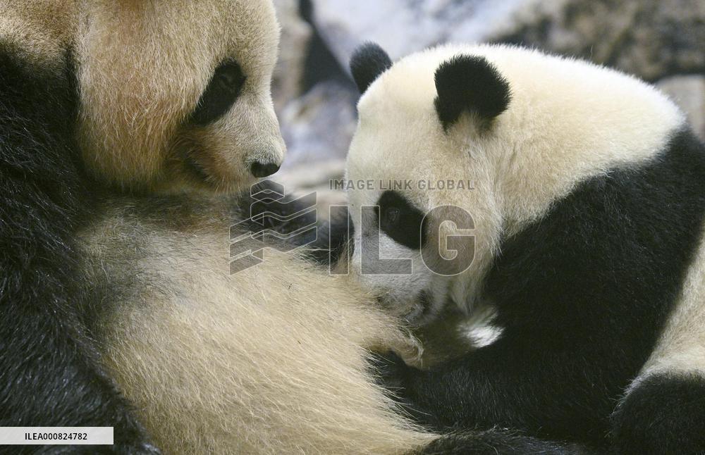 Giant panda Fuhin's 1st birthday
