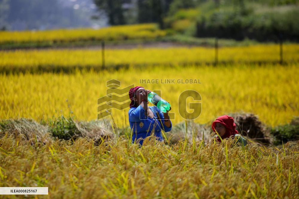 Rice Harvest season started in Nepal