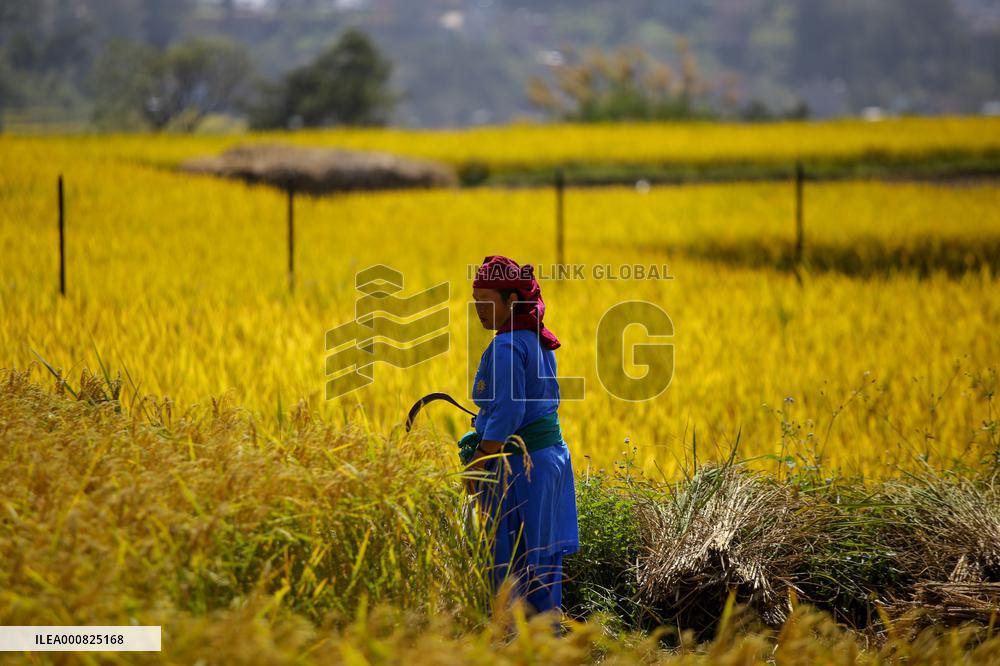 Rice Harvest season started in Nepal