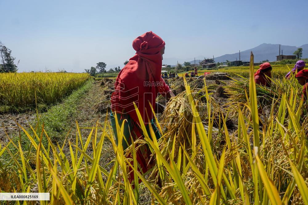 Rice Harvest season started in Nepal