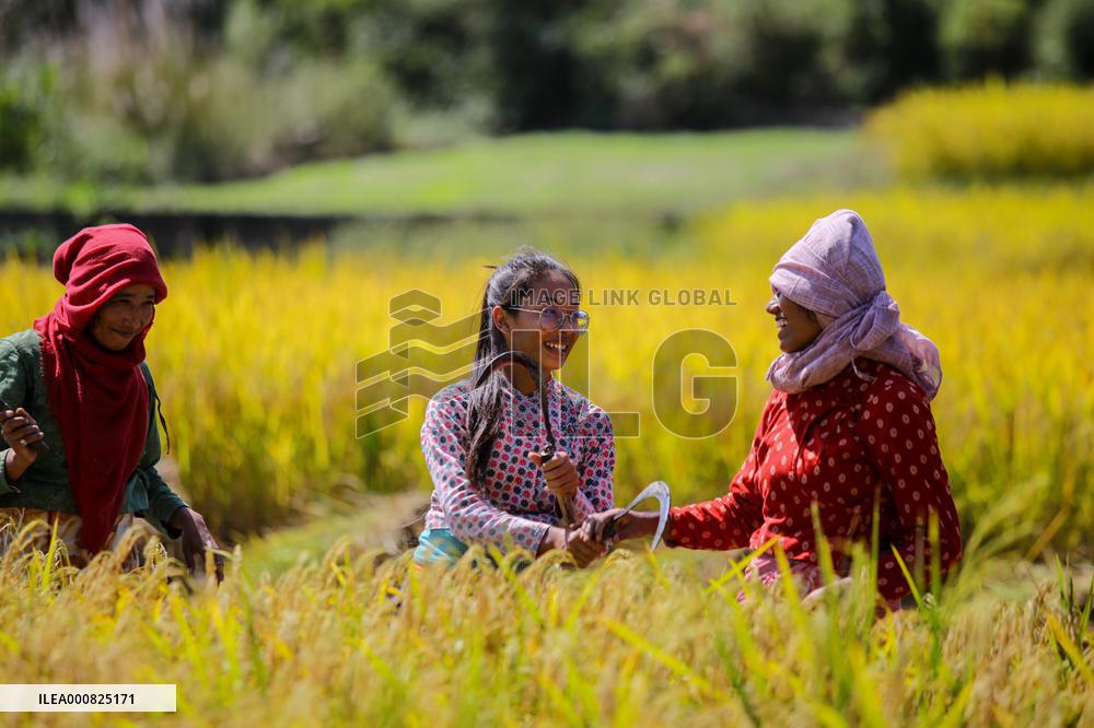 Rice Harvest season started in Nepal