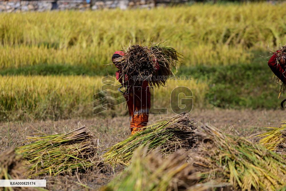 Rice Harvest season started in Nepal