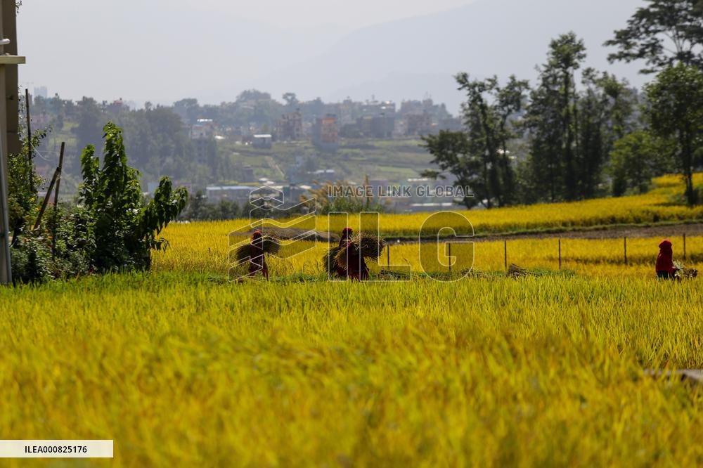 Rice Harvest season started in Nepal