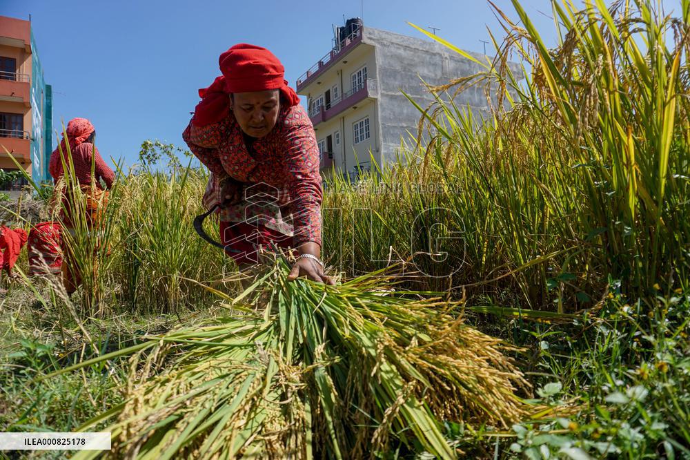 Rice Harvest season started in Nepal
