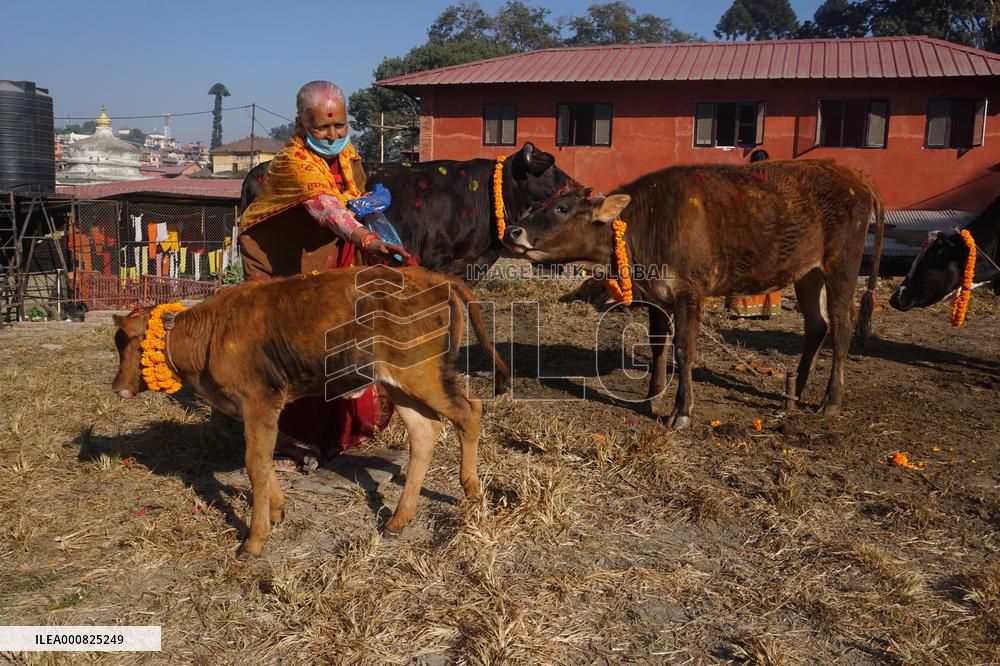 Gai Tihar or Cow Worship Day in Nepal