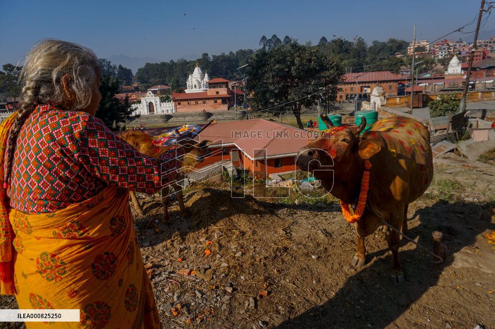 Gai Tihar or Cow Worship Day in Nepal