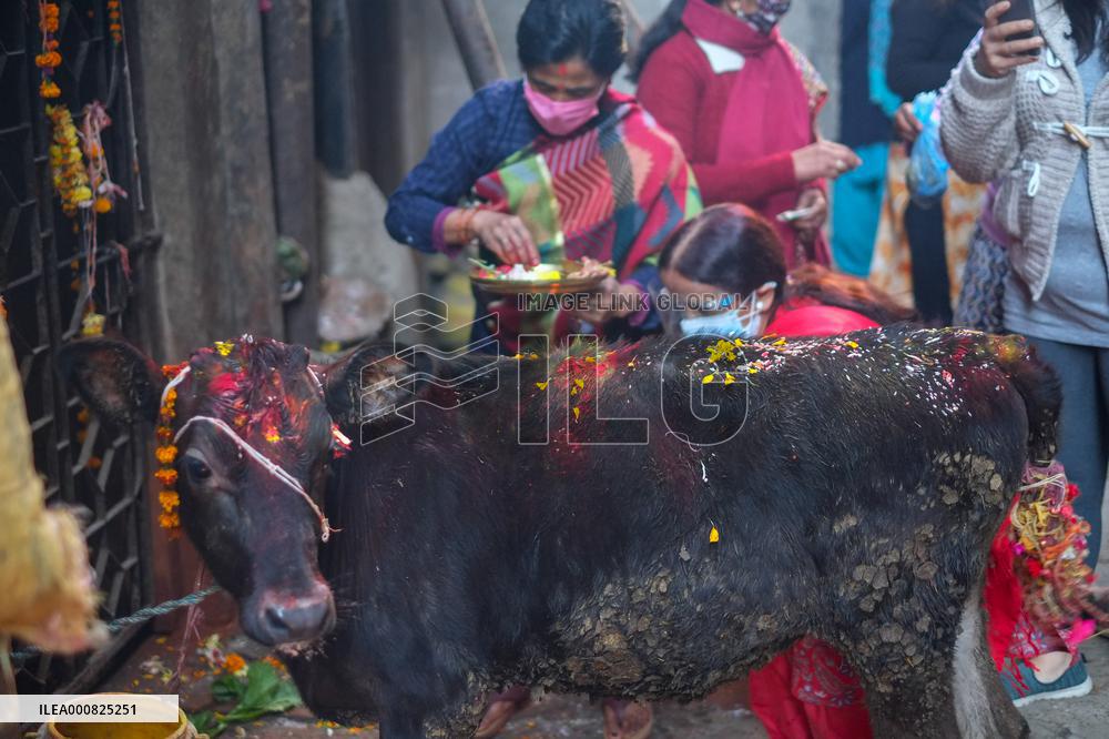 Gai Tihar or Cow Worship Day in Nepal